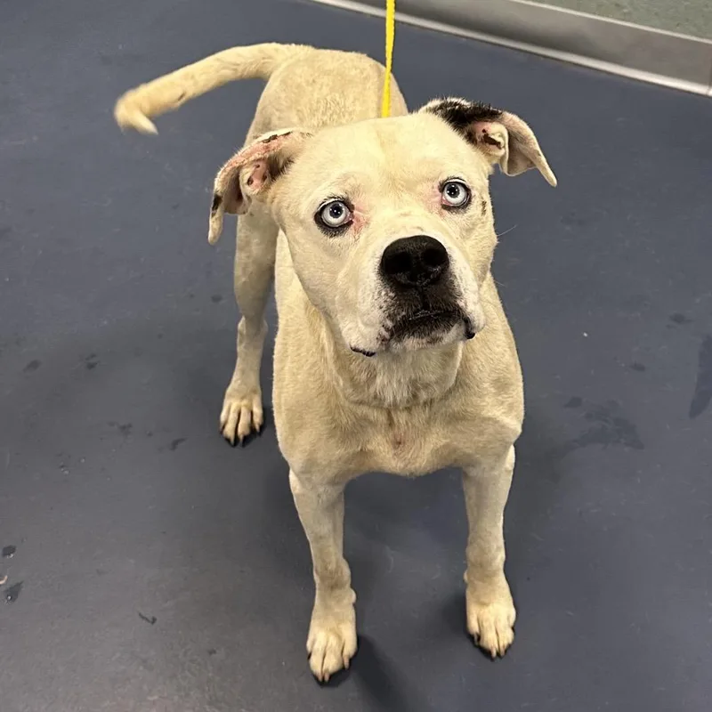 An adult medium-sized male White / Cream Pit Bull Terrier dog named Caspian for adoption in Greensboro, NC