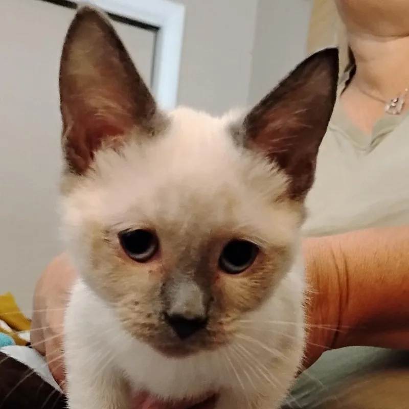 A baby small-sized female Seal Point Domestic Short Hair cat named Latte for adoption in Grantsville, UT