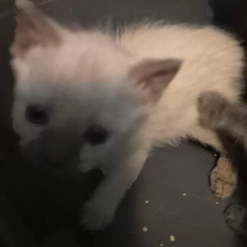 Latte thumbnail 2