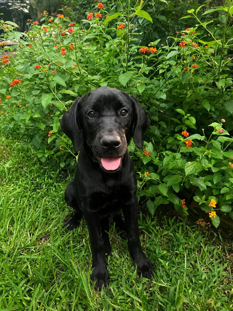 A baby large-sized female Black Great Dane dog named Junie for adoption in Humble, TX