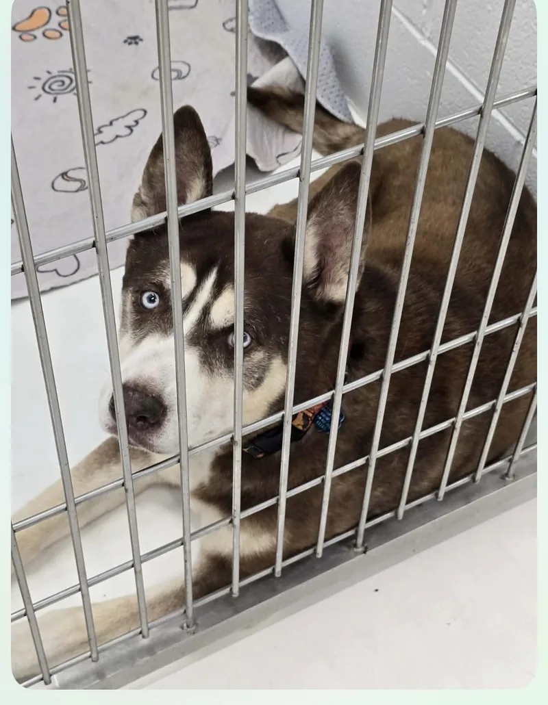 An adult small-sized male Husky dog named Trucker for adoption in Mingus, TX