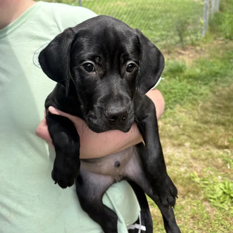 A baby small-sized male Black Labrador Retriever dog named Gunnar for adoption in Parrish, AL