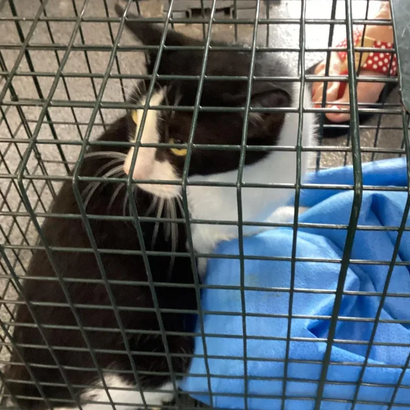 A baby small-sized male Black Domestic Short Hair cat named Brian for adoption in Montgomery, AL