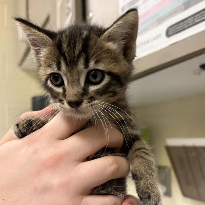 A baby small-sized male Brown / Chocolate Domestic Short Hair cat named Dupont for adoption in Asheville, NC