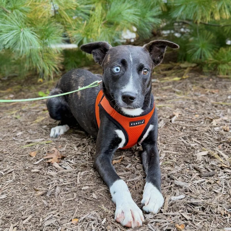 A young medium-sized female Hound dog named Molly for adoption in East Hampton, NY