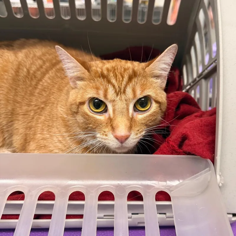 An adult large-sized male Brown / Chocolate Domestic Short Hair cat named Indy for adoption in Indianapolis, IN