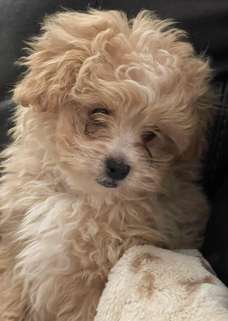 A baby small-sized male Shih Tzu dog named Simba for adoption in Overland Park, KS