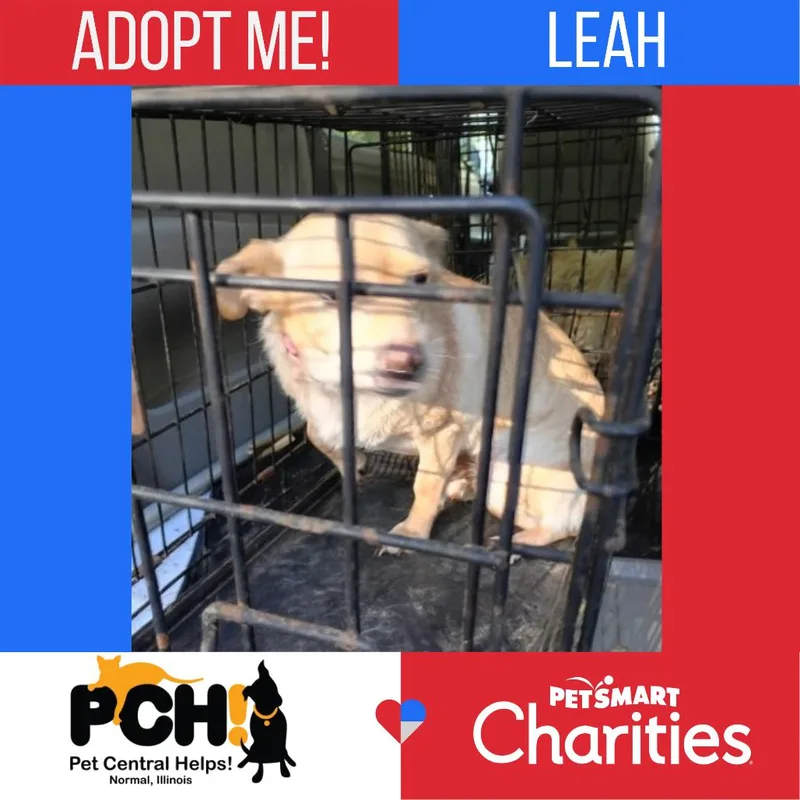 An adult small-sized female Chihuahua dog named Leah for adoption in Normal, IL