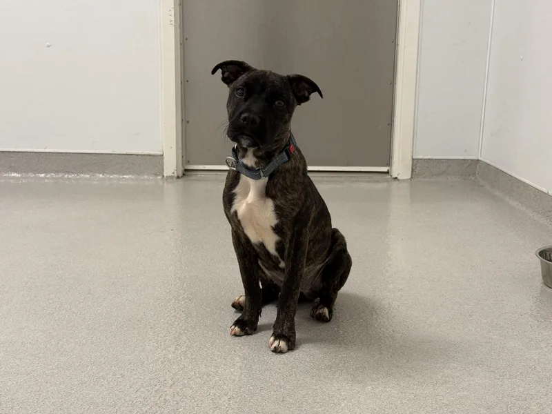 A baby medium-sized female Brindle Mixed Breed dog named Pebbles for adoption in Evanston, IL