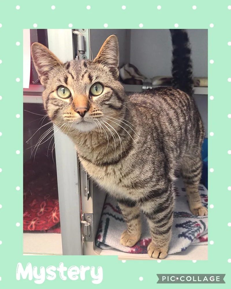 A young medium-sized male Domestic Short Hair cat named Mystery for adoption in Iron River, MI