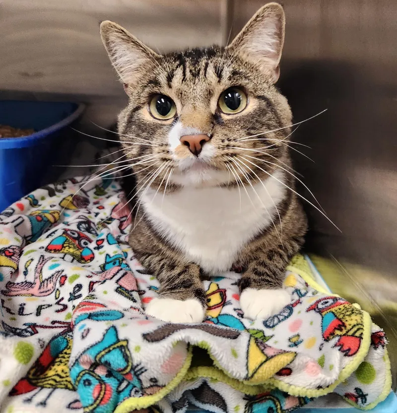 An adult large-sized male Tabby (Brown / Chocolate) Domestic Short Hair cat named Chester Cheeks for adoption in Sewaren, NJ