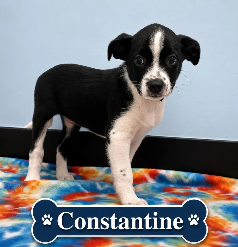 Constatine