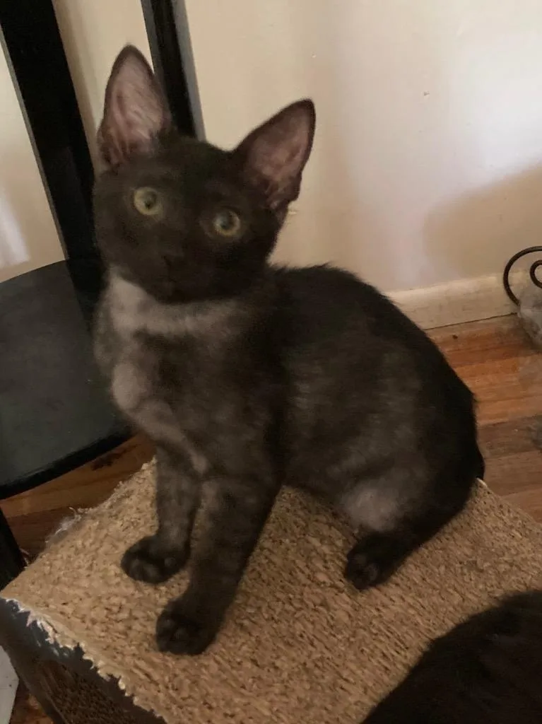 A baby small-sized male Domestic Short Hair cat named Smokey Robinson for adoption in Ogden, UT
