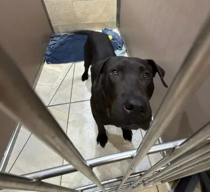 An adult large-sized male Terrier dog named Bishop for adoption in Honolulu, HI
