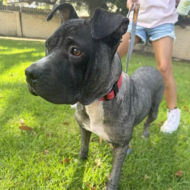 A young medium-sized female Pit Bull Terrier dog named Maya for adoption in Camarillo, CA