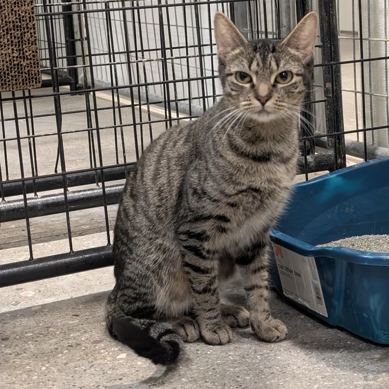 A young medium-sized female Domestic Short Hair cat named Estate for adoption in Columbus, OH