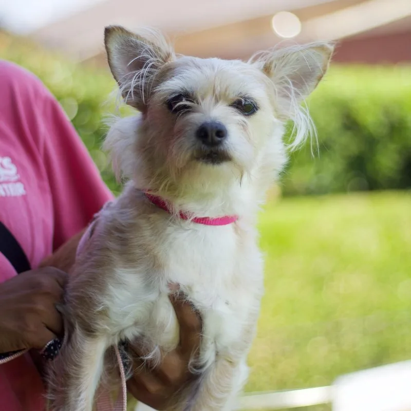 A senior small-sized female Terrier dog named Demi for adoption in Cumming, GA