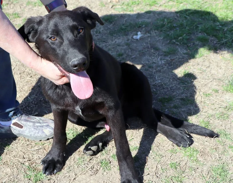 A baby medium-sized male Mixed Breed dog named Barkley for adoption in Jonesboro, AR
