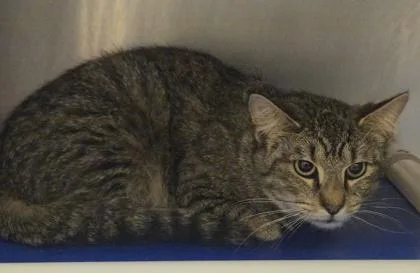 An adult medium-sized male Domestic Short Hair cat named Buffalo Chicken Mac for adoption in Westland, MI