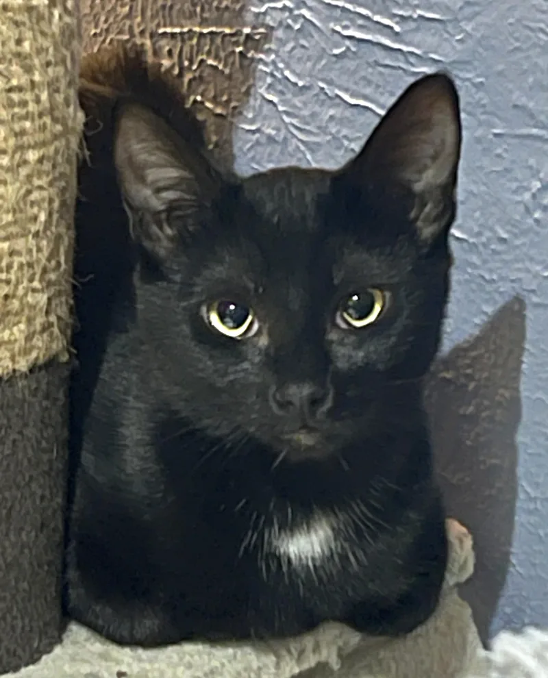 A baby medium-sized female Black Domestic Short Hair cat named Lucinda for adoption in Springfield, OR