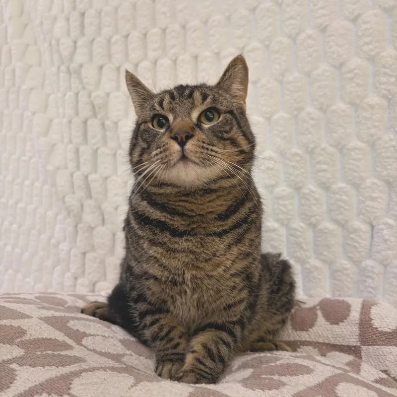 An adult large-sized male Brown / Chocolate Domestic Short Hair cat named Teletuby for adoption in Deerfield, IL