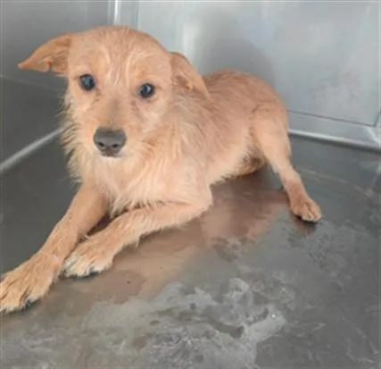 A young medium-sized male Chihuahua dog named Fido Jr for adoption in Baldwin Park, CA