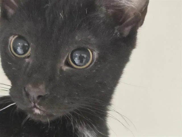 A baby small-sized male Domestic Short Hair cat named Booth for adoption in Kent, WA
