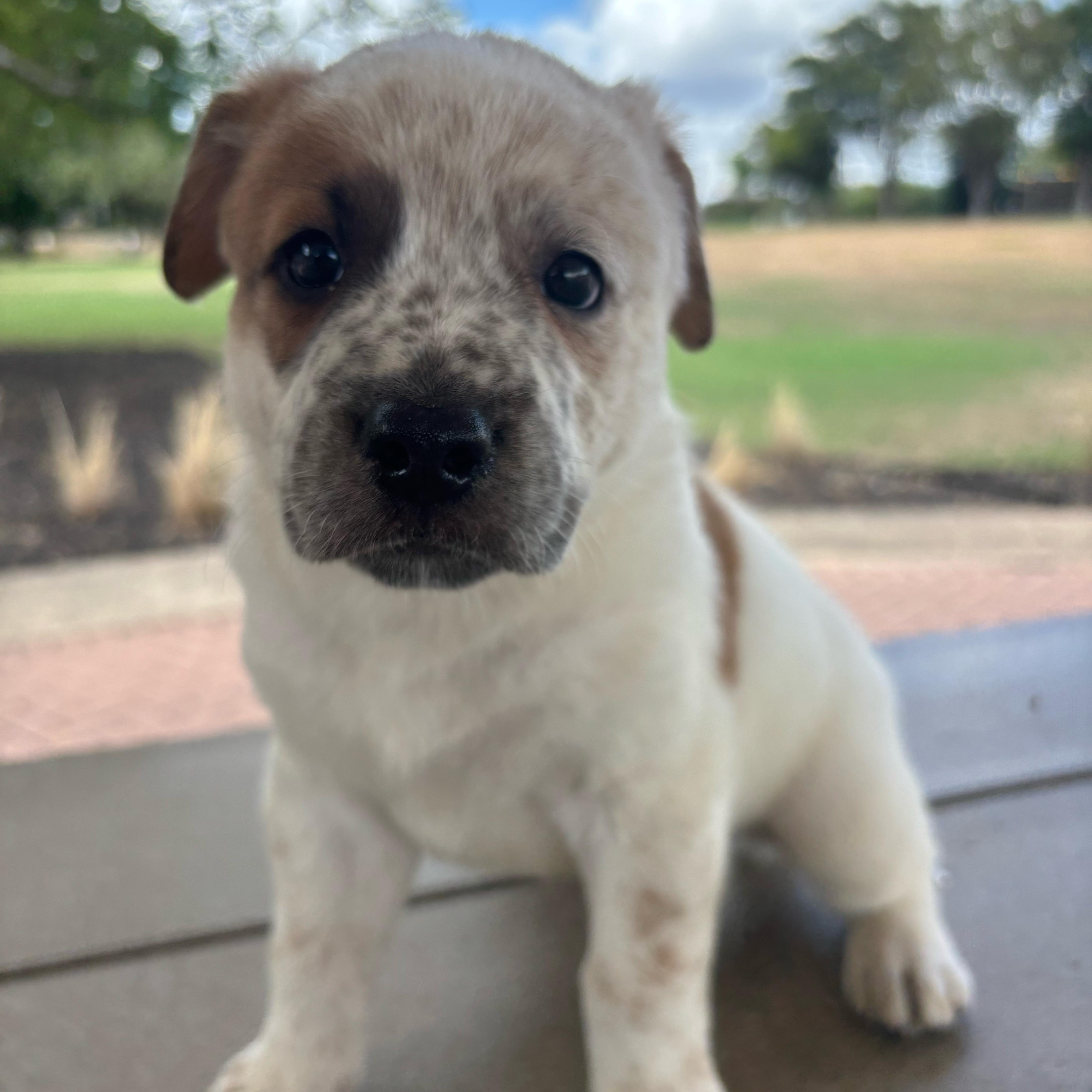 Conrad thumbnail 3