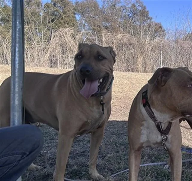 An adult large-sized male Labrador Retriever dog named Grizzly for adoption in Ocala, FL