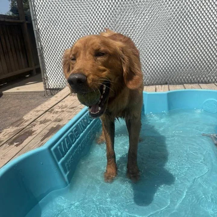A young medium-sized male Red / Chestnut / Orange Golden Retriever dog named Tommy for adoption in Quakertown, PA