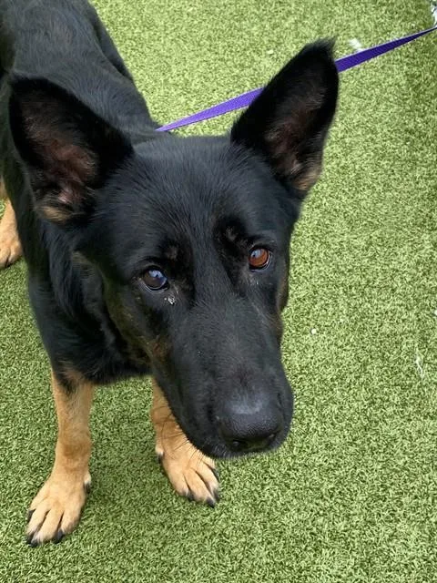 An adult large-sized female German Shepherd Dog dog named Princess Fiona for adoption in Fayetteville, NC