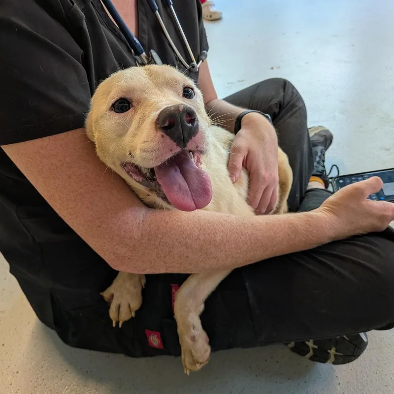 A young small-sized female White / Cream Mixed Breed dog named Centipede for adoption in Huntington, WV