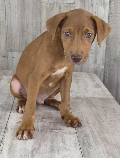 An adult small-sized male Hound dog named Rusty for adoption in Shreveport, LA