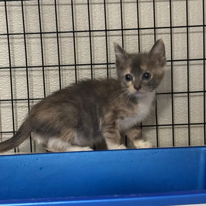 A baby small-sized female Calico Domestic Short Hair cat named Ladybug for adoption in Columbiana, AL