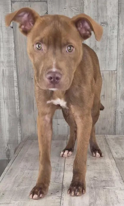 An adult medium-sized male Terrier dog named Toffee for adoption in Shreveport, LA