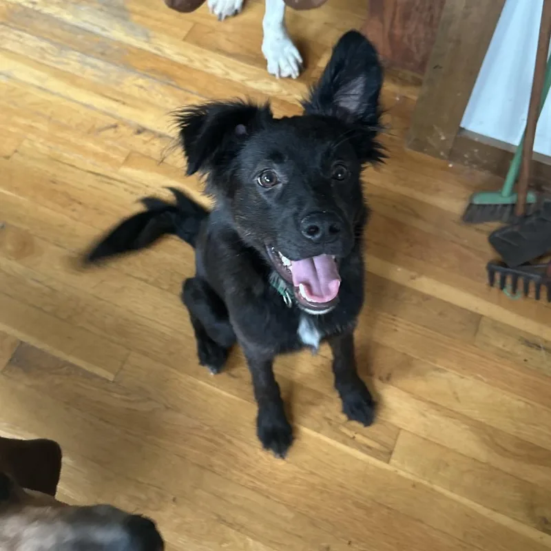 A young small-sized male Black Cocker Spaniel dog named Booster for adoption in Springdale, AR