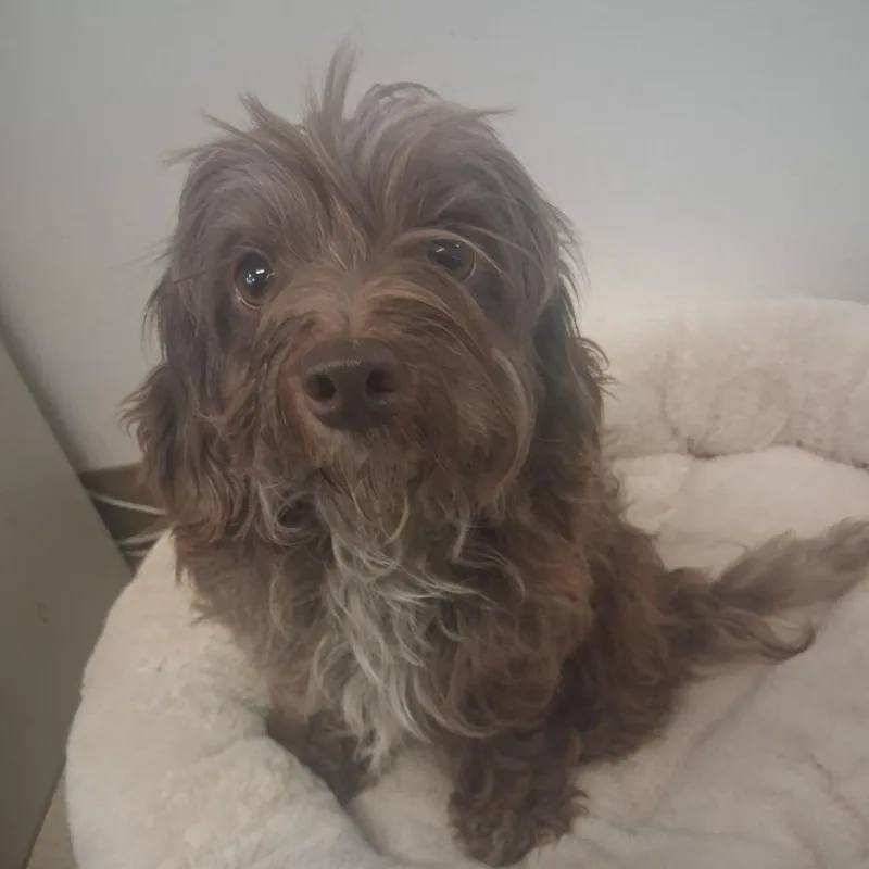 An adult small-sized male Brown / Chocolate Poodle dog named Teddy for adoption in Fort Bragg, CA