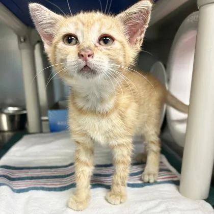 A young medium-sized female Domestic Short Hair cat named Chanterelle for adoption in Lansing, MI