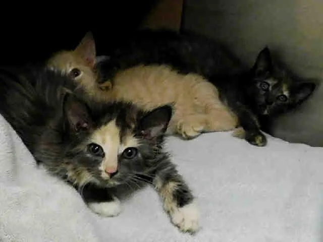 An adult small-sized female Domestic Long Hair cat named August for adoption in Anchorage, AK