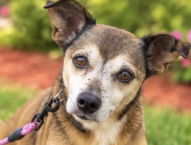 An adult small-sized male Jack Russell Terrier dog named Jack for adoption in Margate, FL
