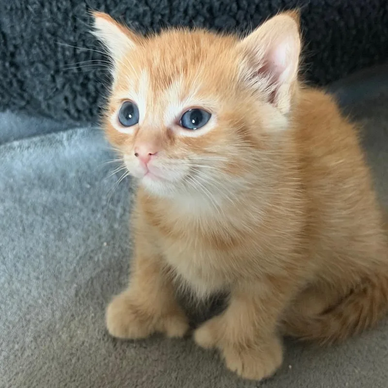 A baby small-sized female Orange / Red Domestic Short Hair cat named Autumn for adoption in Huntsville, AL