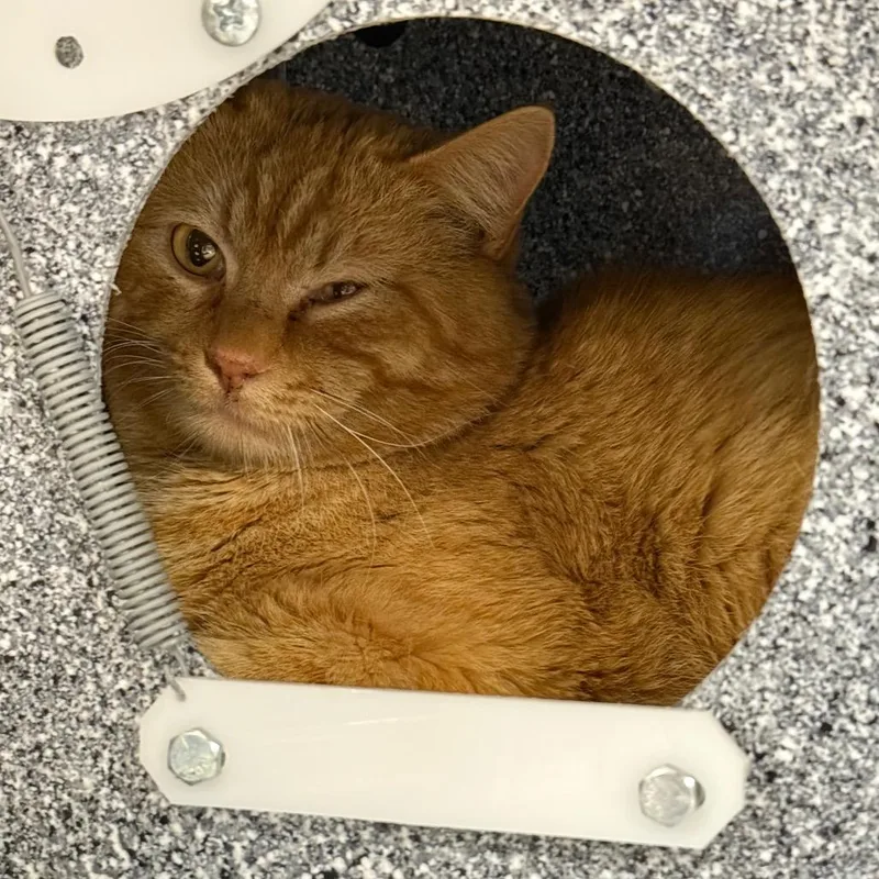 Shere Khan thumbnail 2