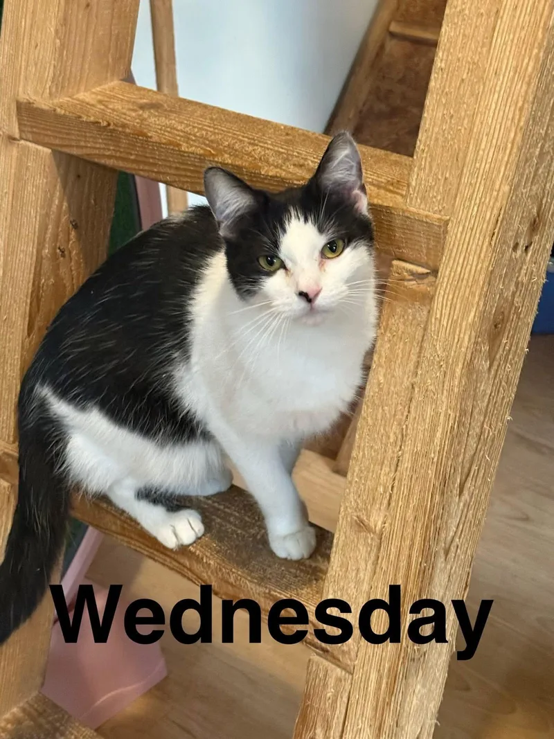 Wednesday thumbnail 6