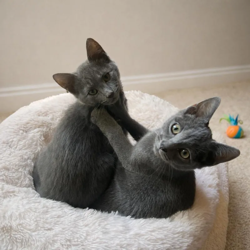 A baby medium-sized male Gray / Blue / Silver Russian Blue cat named Fergus: Tiny White Patch for adoption in Hillsboro, TX