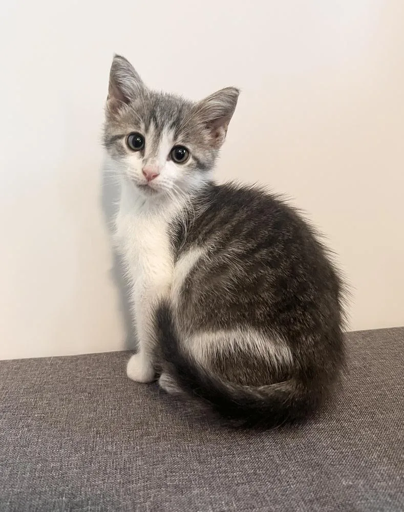 A baby small-sized male Gray & White Domestic Short Hair cat named Walker for adoption in Rochester, IN
