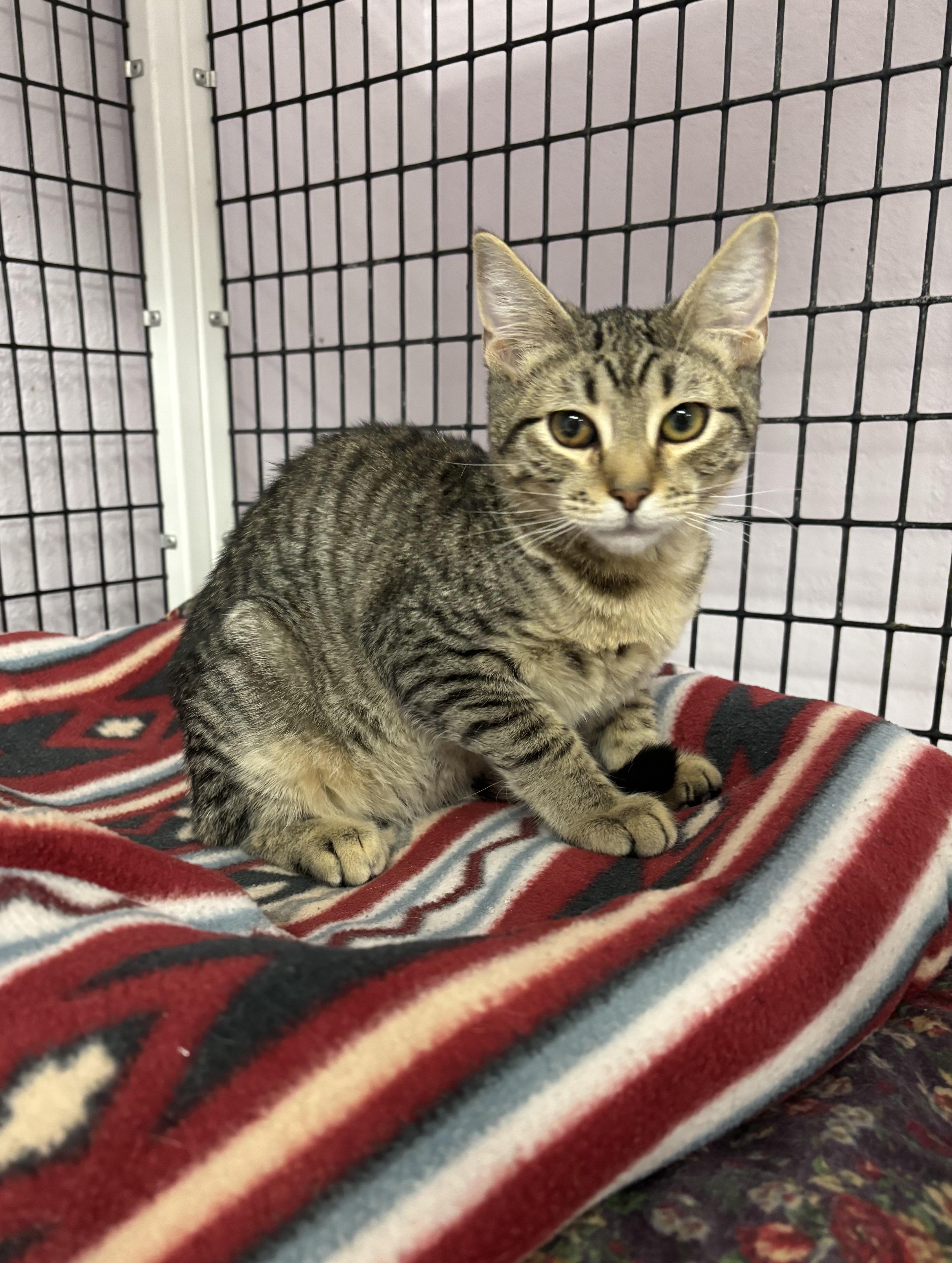 A young medium-sized male Tabby (Buff / Tan / Fawn) Domestic Short Hair cat named Jitters for adoption in Torrington, WY
