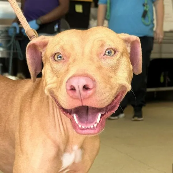 An adult medium-sized female American Staffordshire Terrier dog named Colander for adoption in Walnut Creek, CA