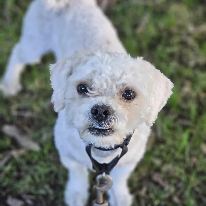 An adult small-sized male Shih poo dog named Toby for adoption in O Fallon, IL