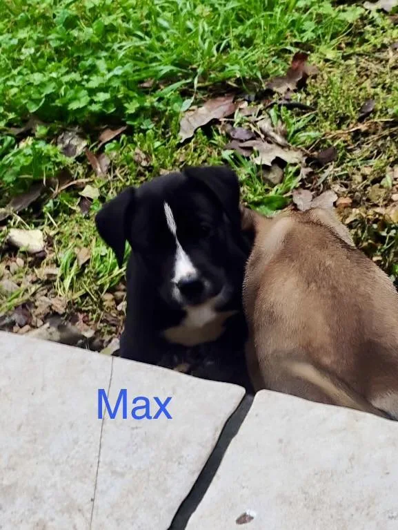 Max