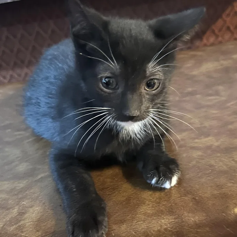 A baby medium-sized male Black & White / Tuxedo Domestic Short Hair cat named Bodhi Indoor Only for adoption in Stockton, CA